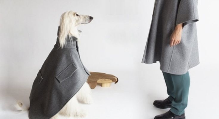 La carica dei 101, perché avere un cane fa trovare l'amore
