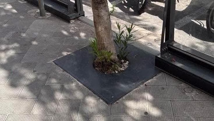 Ristoratore copre le aiuole per mettere i tavolini, l’assessora le libera: “Alberi in sofferenza”