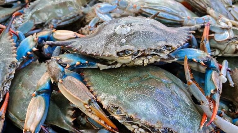 L’innalzamento dei mari favorirà diverse specie invasive