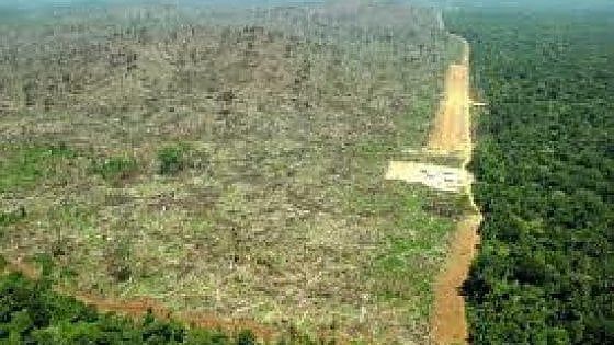 In 25 anni via un decimo della natura selvaggia. "Di questo passo nel 2100 sarà scomparsa"