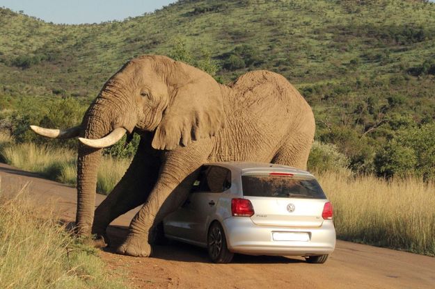 La Volkswagen fa pubblicit&agrave; con la foto dell'elefante
