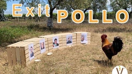 Foggia, parte l'Exit Pollo, il gioco del galletto: domenica a urne chiuse si saprà se ha indovinato il nome del sindaco