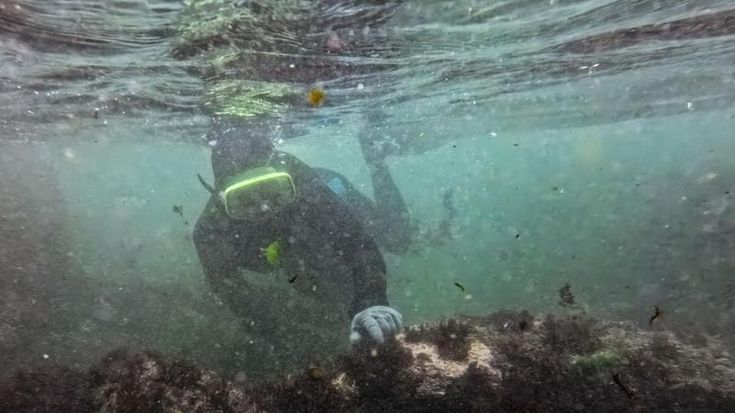 Niente più raccoglitrici di alghe a Taiwan: rischia di scomparire la tradizione