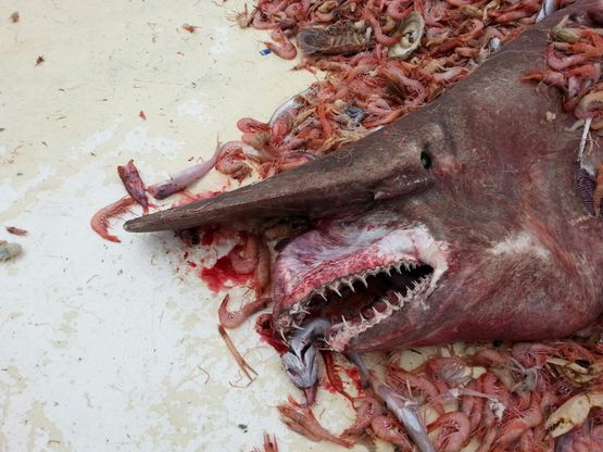 Florida, catturato esemplare di raro squalo goblin: &egrave; noto come il fossile vivente