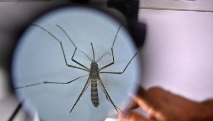 Dengue, tre casi a Sesto Fiorentino. Madre e figlia erano state a Fano, dove si sono registrati oltre 100 positivi