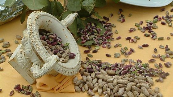 Bronte, in crisi per la siccità i produttori di pistacchio: il sindaco chiede lo stato di calamità