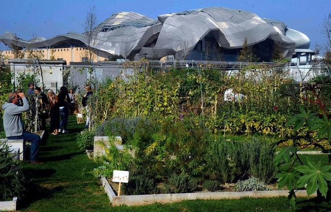 Giornata Fai d'autunno, con il bel tempo i milanesi scelgono gli 'Orti fioriti' di Citylife