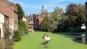 Belgio: dopo un'estate bollente il canale diventa verde per la lenticchia d'acqua
