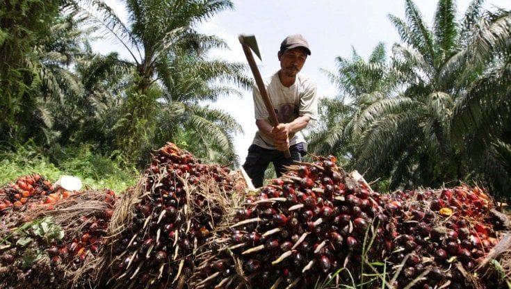 Olio di palma, l'Indonesia blocca l'export e i prezzi schizzano ai massimi. Allarme anche in Italia