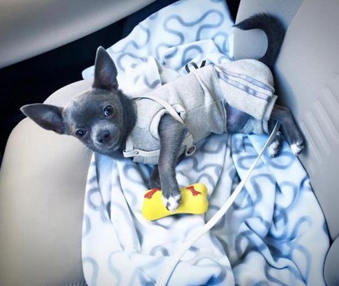 "Aiuto, ci hanno rubato anche il chihuahua": su Fb l'appello ai ladri per il raro cagnolino grigio-blu