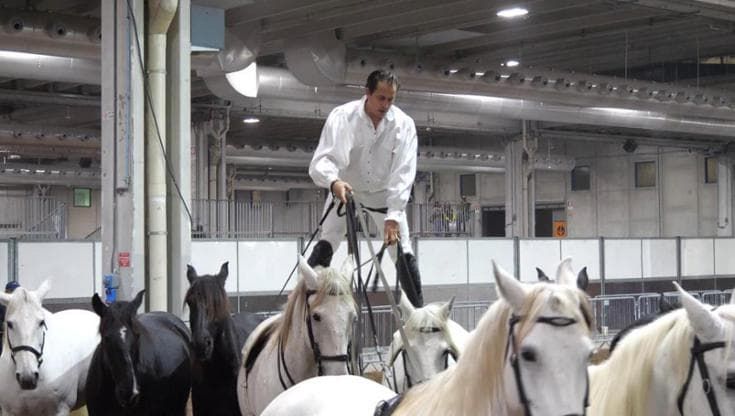 Fieracavalli Verona  2022-  Lorenzo, il 'cavaliere volante': viaggio nel backstage dello spettacolo 