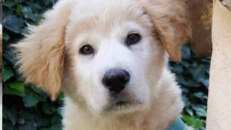 Cucciolo ridotto in fin di vita a bastonate ora cerca adozione: "Fortunello è un cane speciale"
