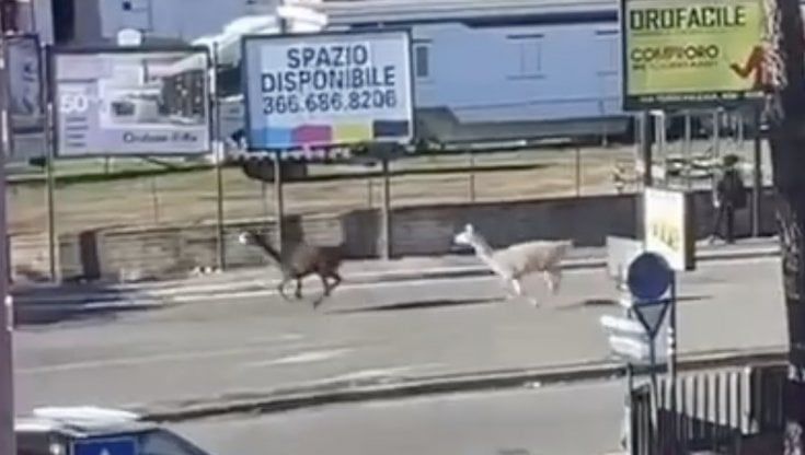 Due lama scappano dal circo e fuggono in strada a Roma