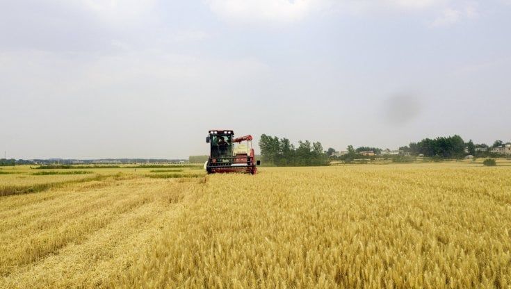 Grano italiano, la siccità abbatte la produzione: calo dal 10 al 30% nel 2022