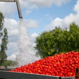 Pomodoro, Mutti si conferma primo trasformatore italiano