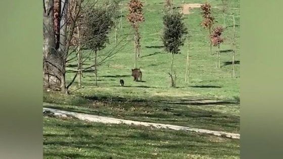 Roma, morto investito il cinghiale del parco Talenti: era domestico, si chiamava Ugo
