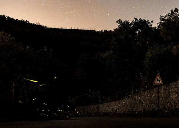 Massa Lubrense, spettacolo notturno: è il ritorno delle lucciole