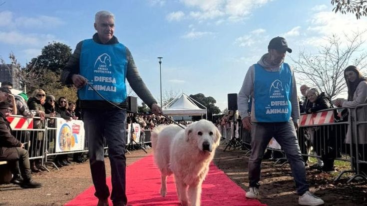 Cuccioli di cane cercano casa, adozioni a parco Schuster