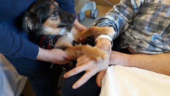Firenze, ricoverato per ictus vede il suo cane e riesce a parlare per la prima volta 