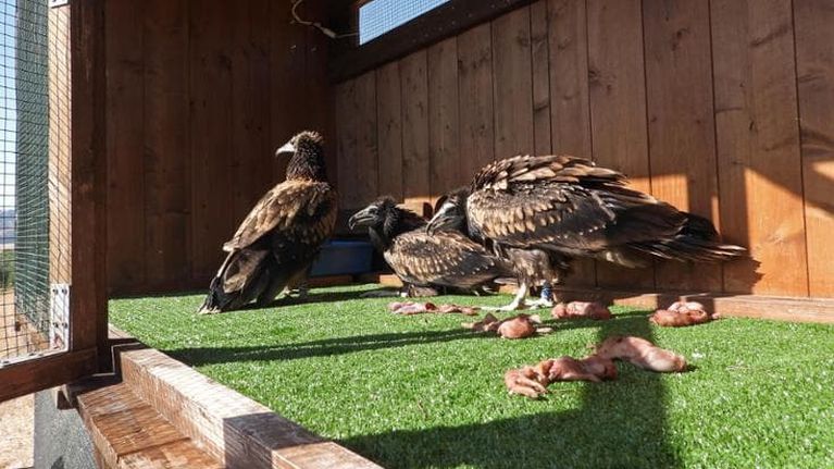 Jasmine, Nico e Pippo hanno raggiunto l’Africa: così la ricerca salva il capovaccaio