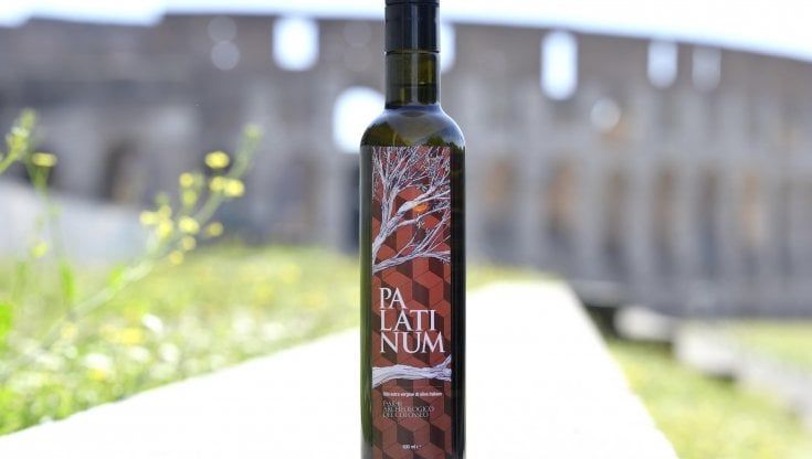 Un uliveto all'ombra del Colosseo: nasce Palatinum, l'olio di Roma