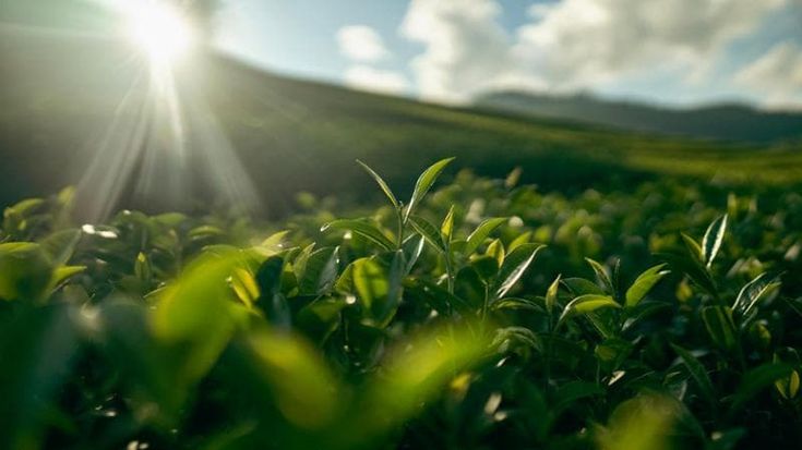 Giornata europea del bio, l’appello per investire nel settore
