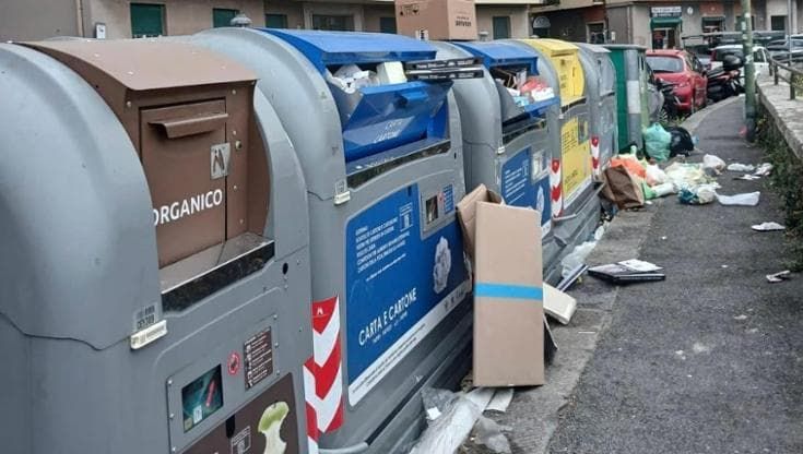 Gabbiani, topi e cinghiali assaltano i cassonetti: San Teodoro esasperata