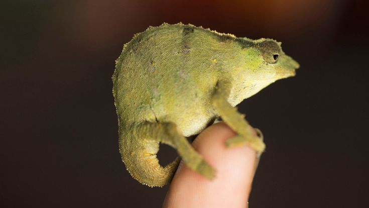 La foresta segreta nel cuore di un vulcano africano 