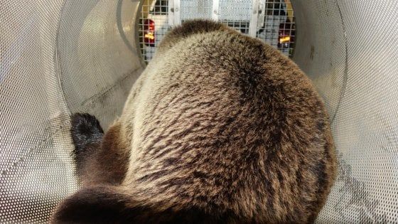 Trento, catturato l'orso M49: sta bene ed è chiuso nel recinto