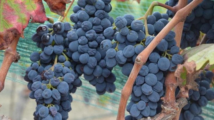 ViniMilo celebra i vitigni dimenticati