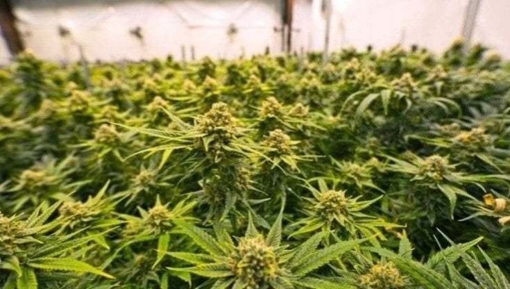 Coltivava cannabis usando l’acqua rubata dal torrente: arrestato e multato