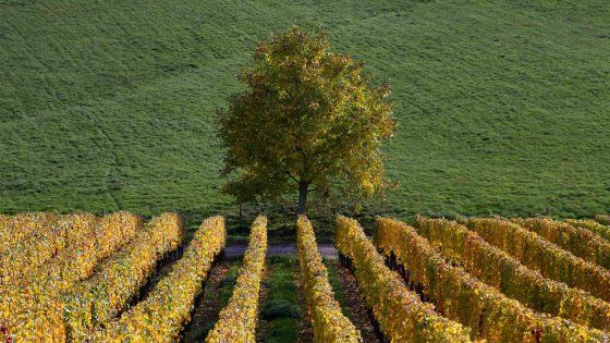 Il vino parla italiano: l'Organizzazione internazionale certifica il sorpasso sulla Francia 