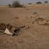 Sahel, oltre 5 milioni di bambini sotto i 5 anni soffrono di malnutrizione acuta