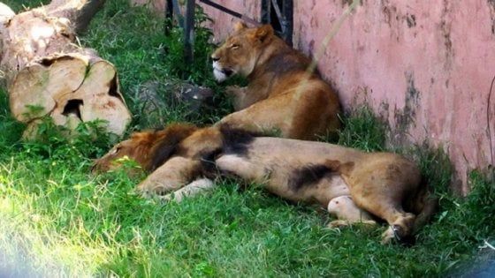 Maltrattamenti e sevizie, la morte di due leoni indigna il Pakistan