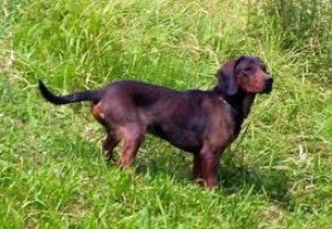 Roma, neonata azzannata al volto<br />dal cane di famiglia: &egrave; grave