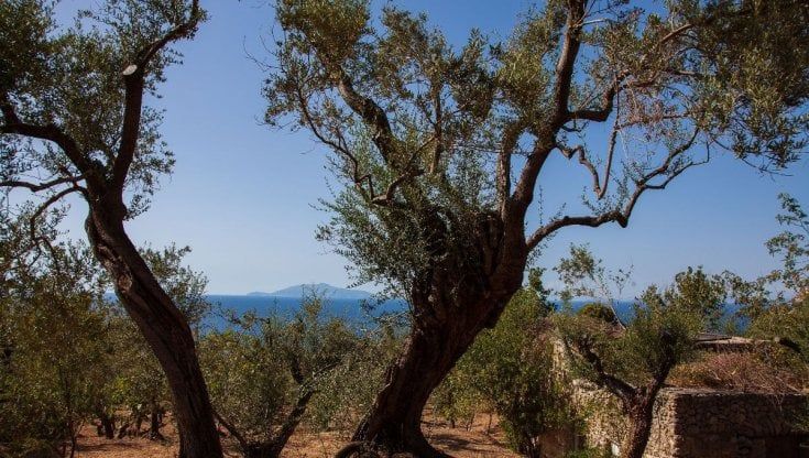 Olio Capitale “L’Oro di Capri” vola a Trieste