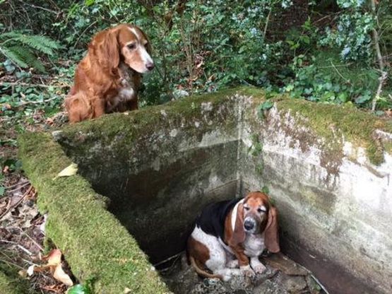 Tillie, il cane che veglia l'amica intrappolata