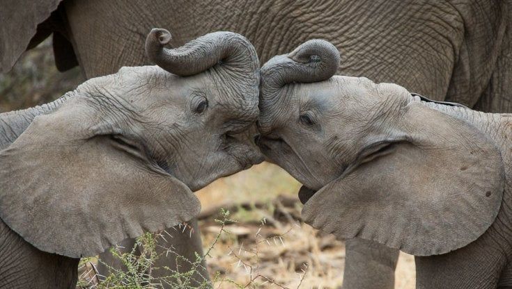San Valentino, gli strani abbracci degli animali in amore