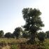 La crisi del clima sta minando il cibo italiano