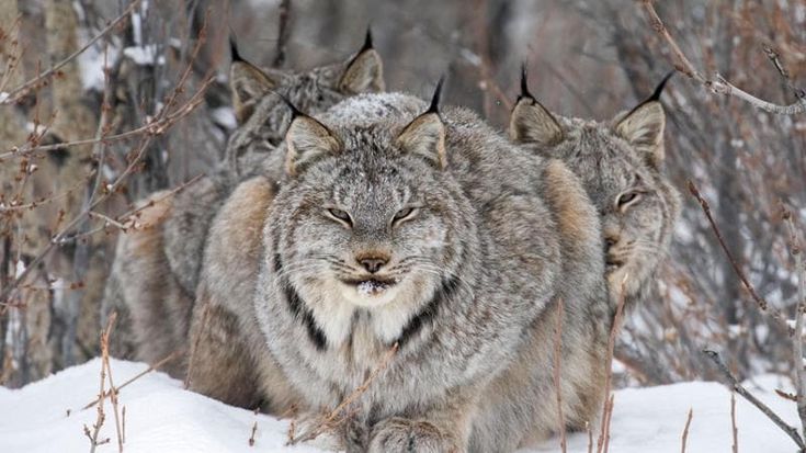 Wildlife Photographer of the Year, il grande show della natura
