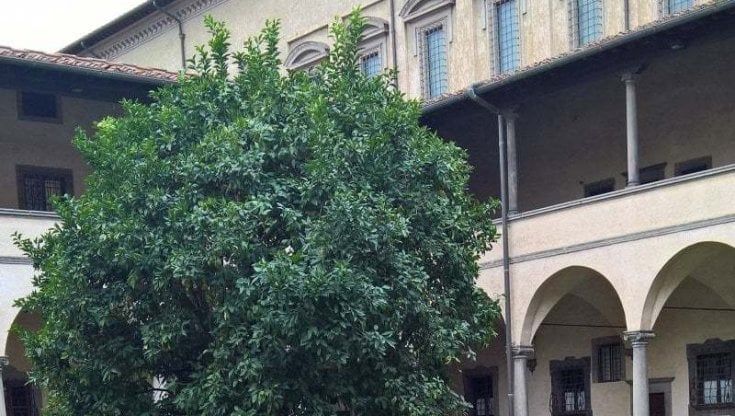 Firenze Quartiere 1: "Vi racconto la vera storia dell'albero nel chiostro di San Lorenzo"