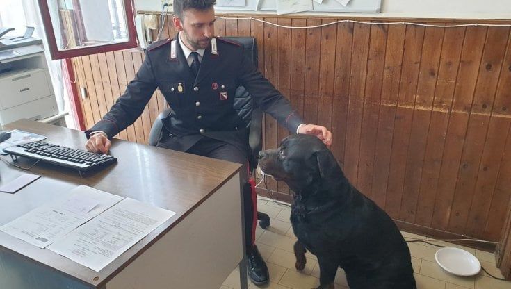 Cane si perde e viene "arruolato" per una notte dai carabinieri di Borgotaro