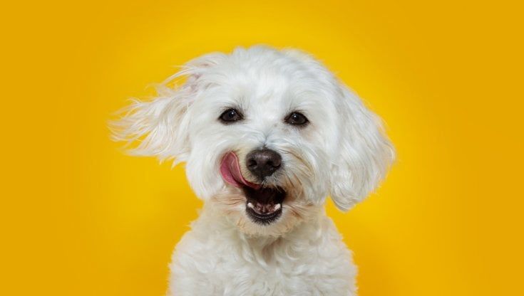 Crescono le consegne a domicilio di Dog Heroes: aumento di capitale per la startup italiana del cibo sano per cani 