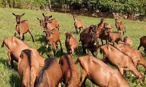 Formaggella, piace ma non cresce: "Produzione troppo bassa"