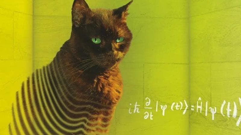 Perché il gatto di Schrödinger è sia vivo che morto? Ecco il motivo | Passione Astronomia