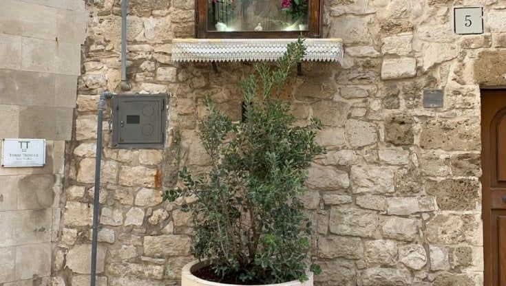A Bari vecchia arrivano dieci fioriere: "Alberi dall'Australia per festeggiare completamento fogna"