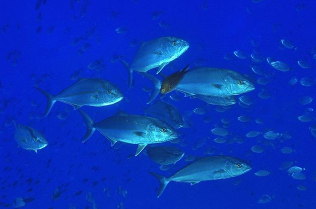 Scatti dagli abissi: i vincitori del concorso fotografico di Santa Margherita Ligure