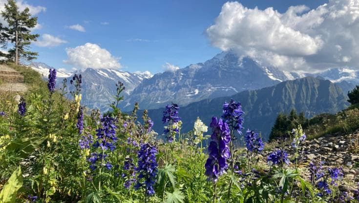 Esiste un piano B per la conservazione delle piante alpine e del Mediterraneo?