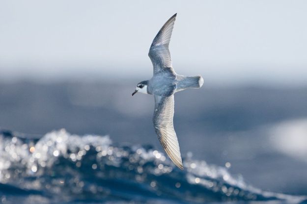 Plastica killer: ecco gli uccelli marini a rischio