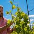Cappelletti e piadine, il menu di Cracco a Vinitaly: “Il cibo salverà il vino”